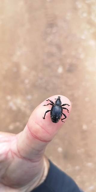 Liparus glabrirostris - közönséges acsalapuormányos