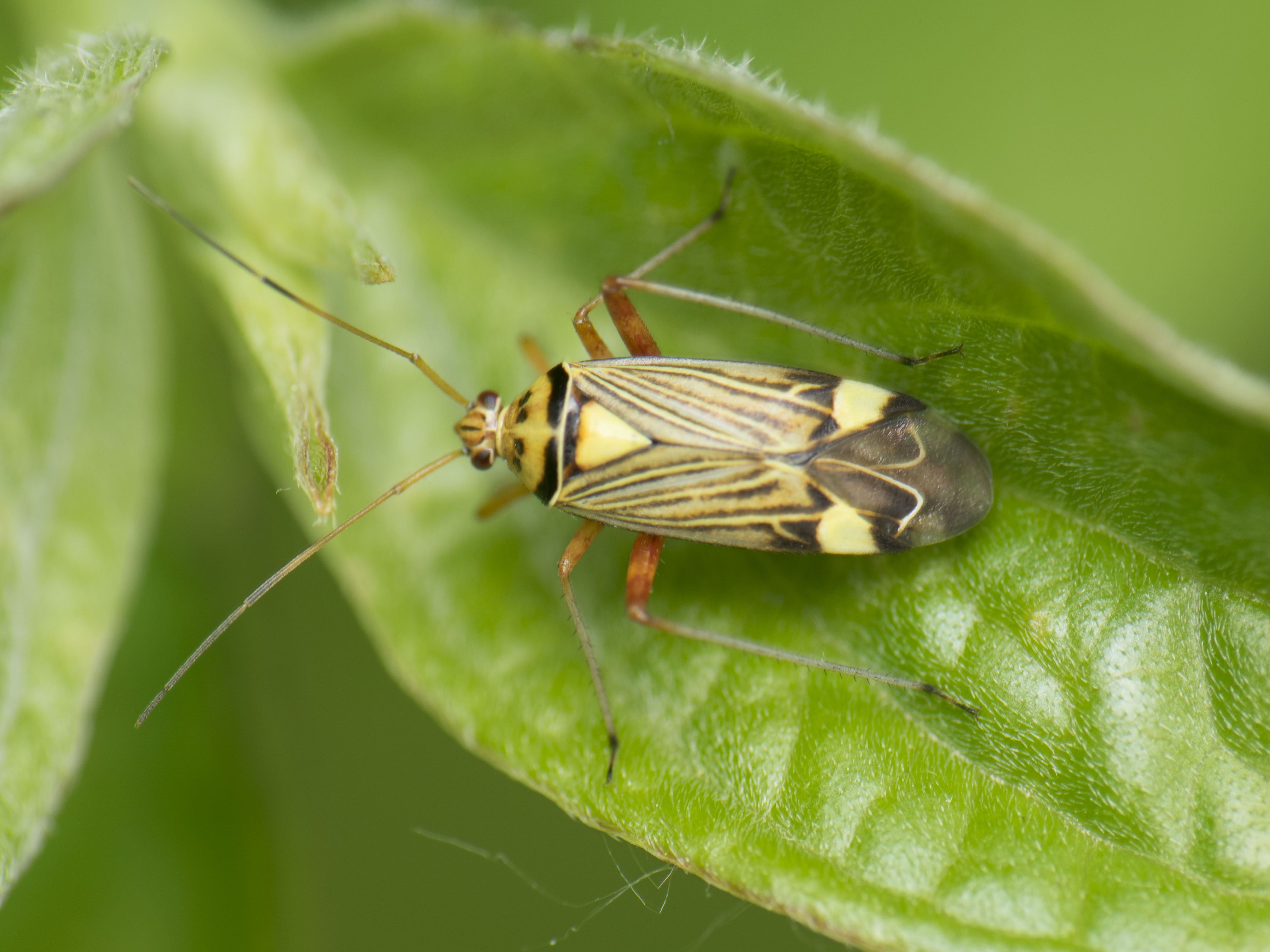 Rhabdomiris striatellus - zebra-mezeipoloska