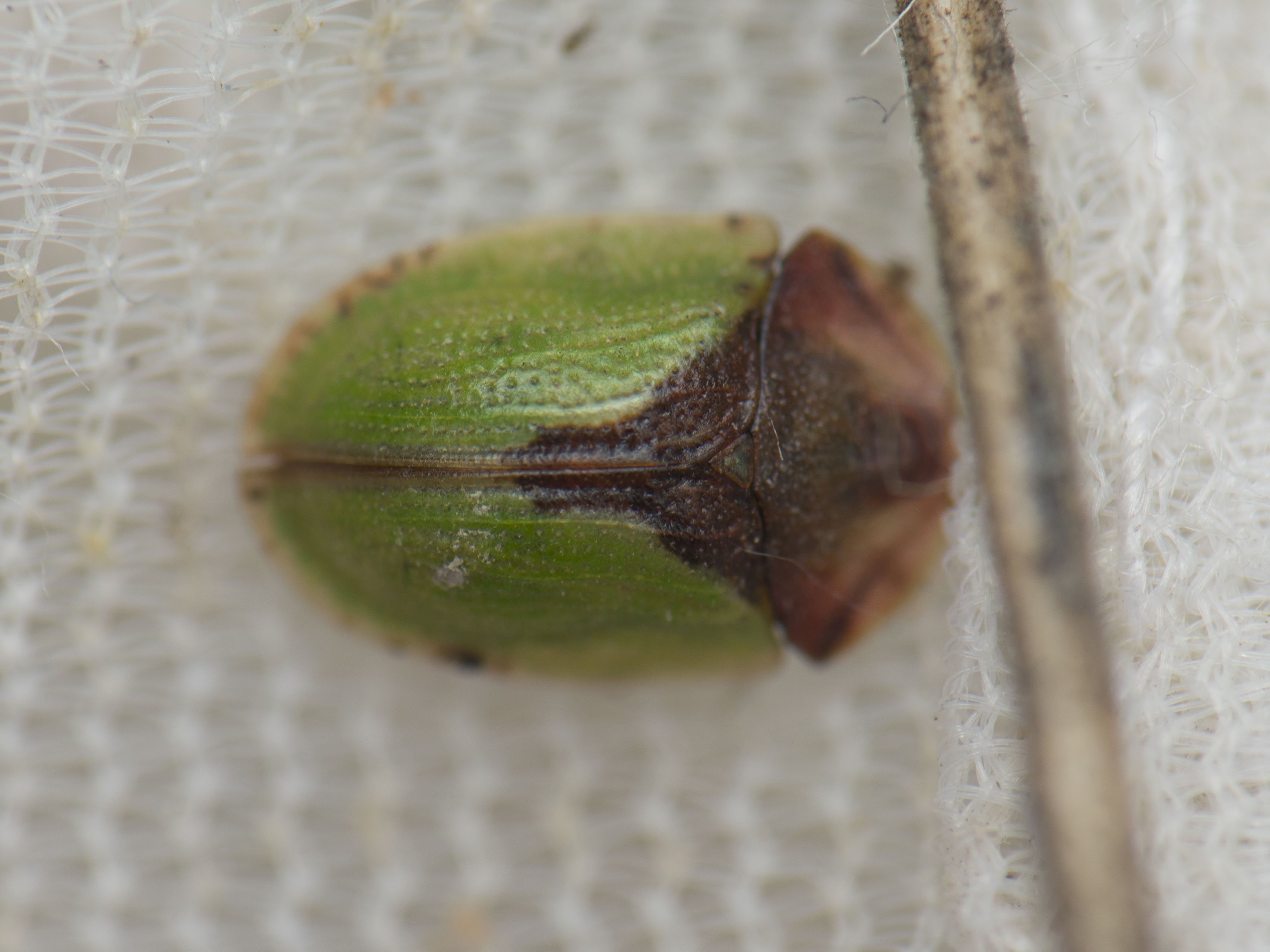Cassida ferruginea - rozsdabarna pajzsbogár
