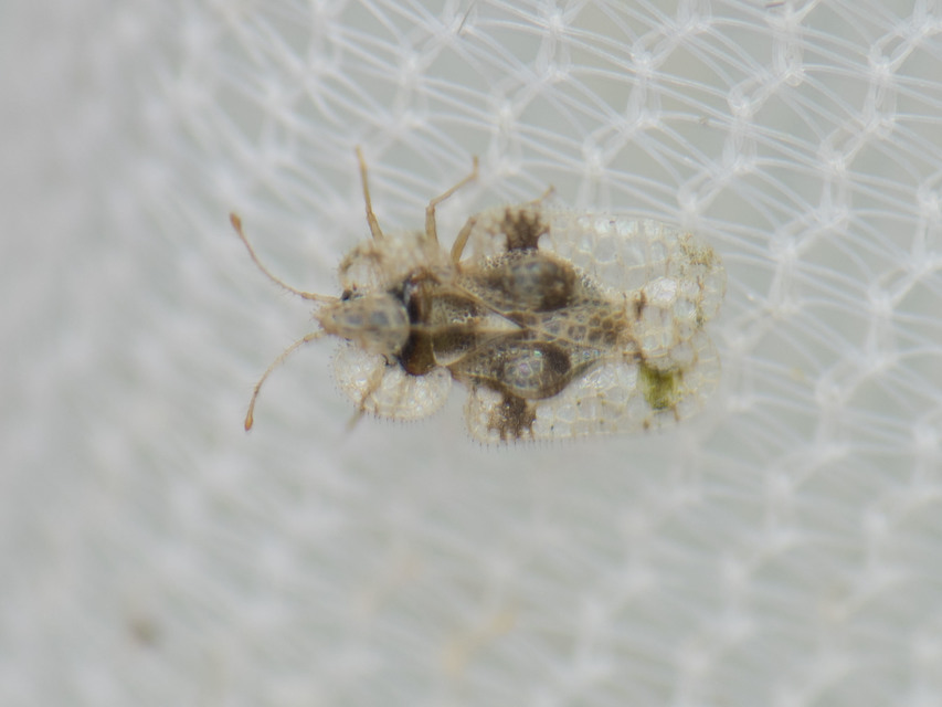 Corythucha arcuata - tölgy-csipkéspoloska