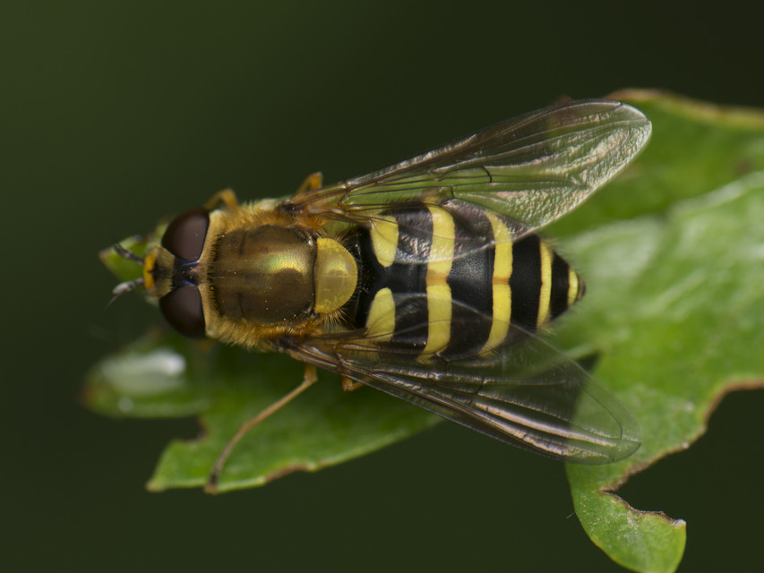 Syrphus ribesii - közönséges kertizengőlégy