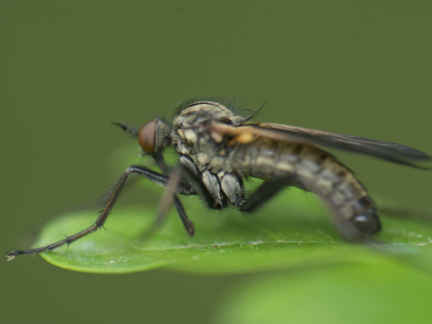 Empididae - táncoslegyek