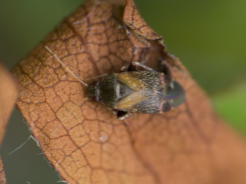 Psallus Psallus