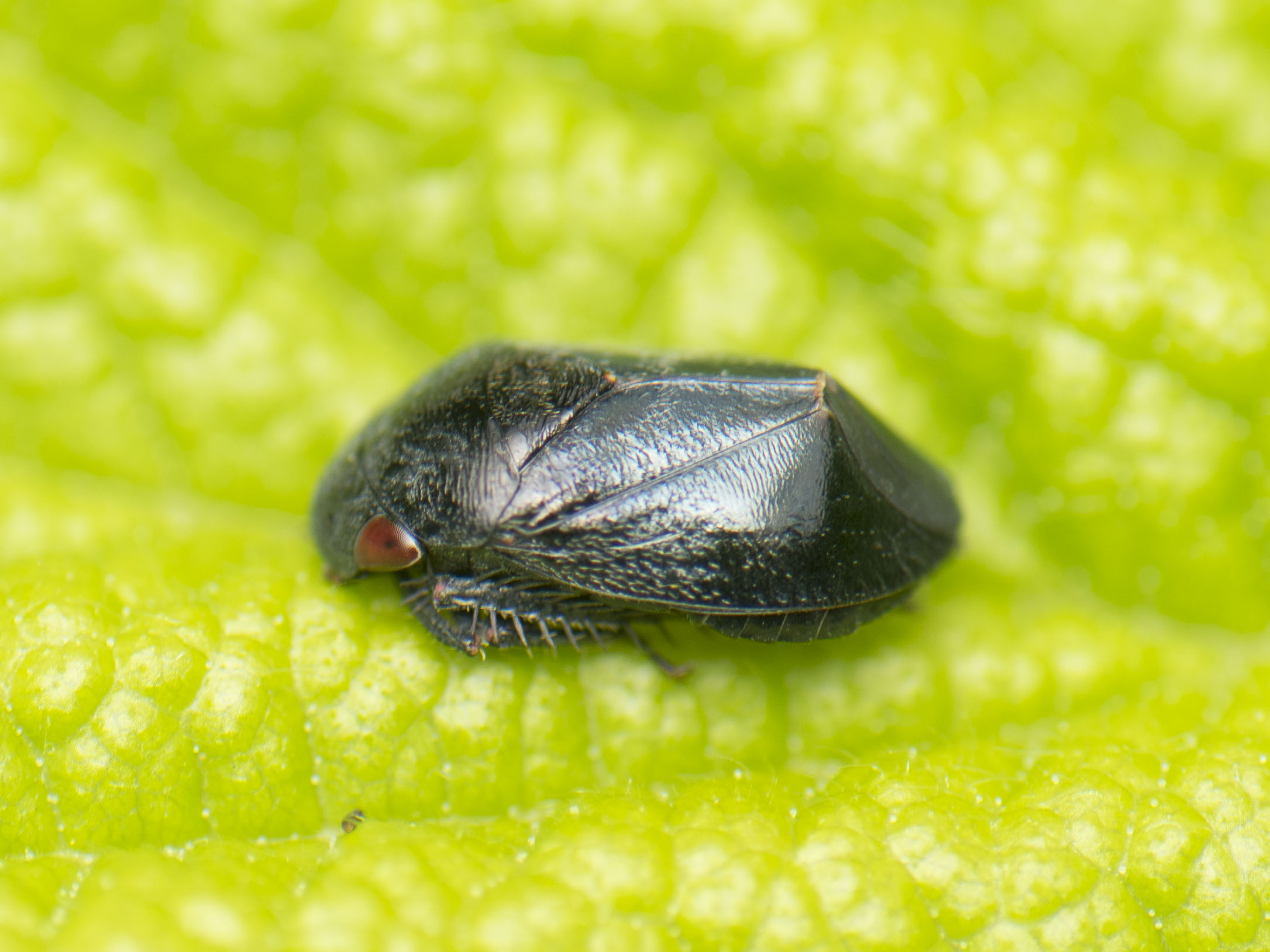 Penthimia nigra - fekete kabóca