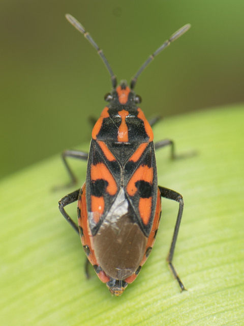 Spilostethus saxatilis - virágbodobács