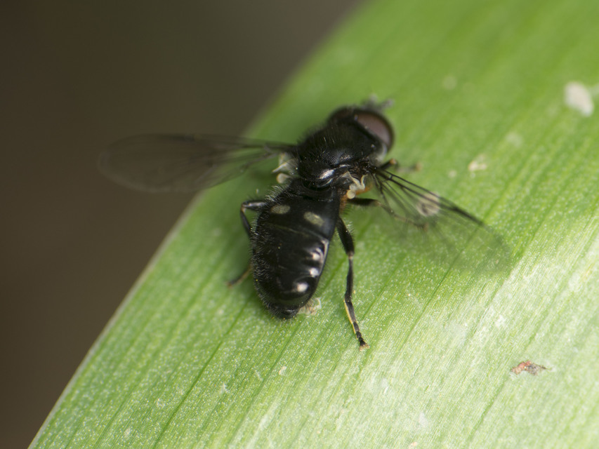Pipiza bimaculata - gyakori holdfoltúlégy