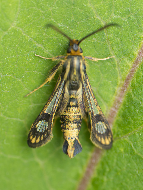 Sesiidae - szitkárfélék