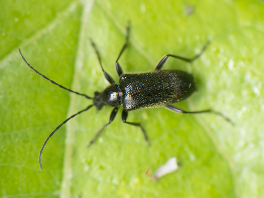 Dinoptera collaris - vörösnyakú virágcincér
