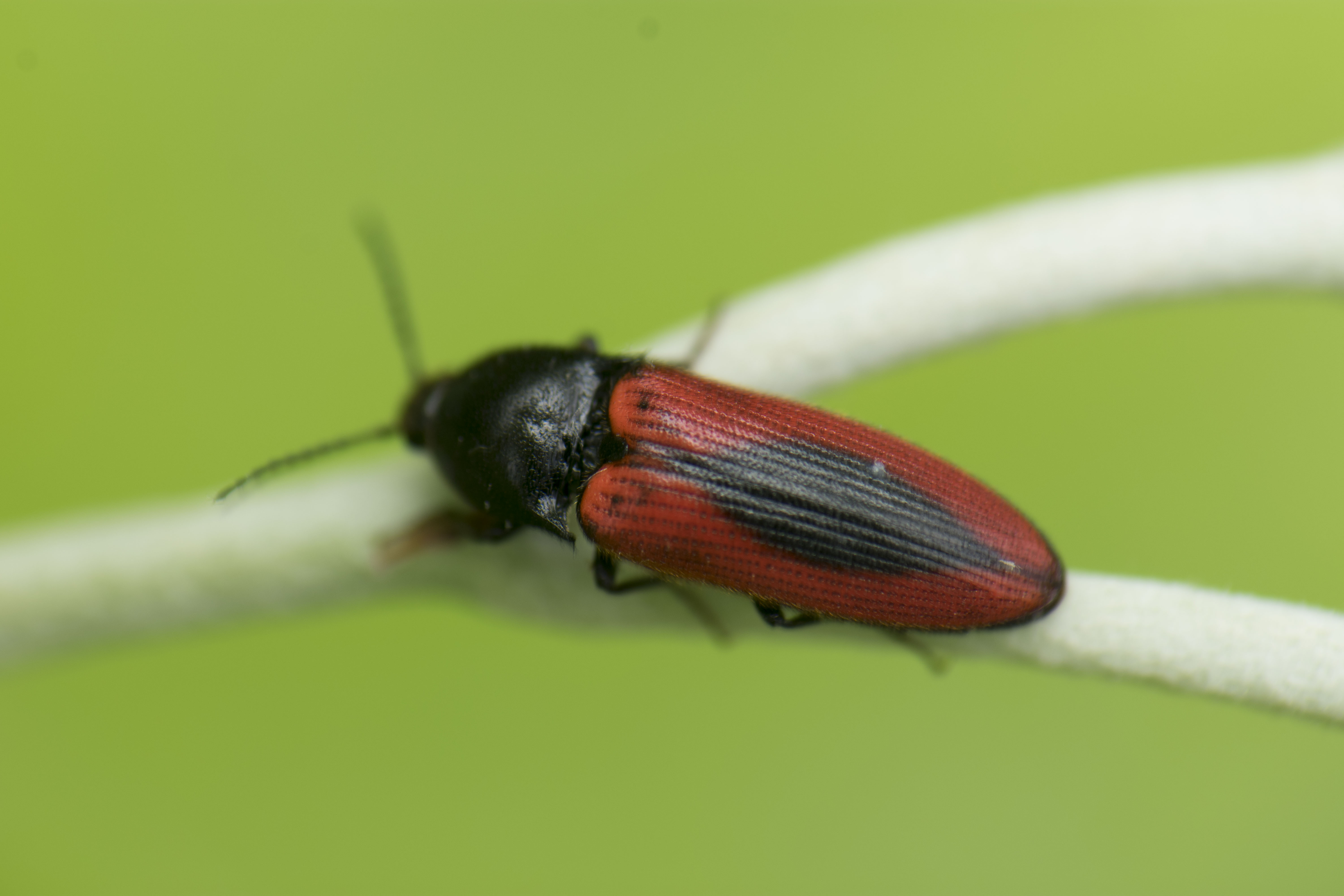 Ampedus sanguinolentus - középfoltos pattanó