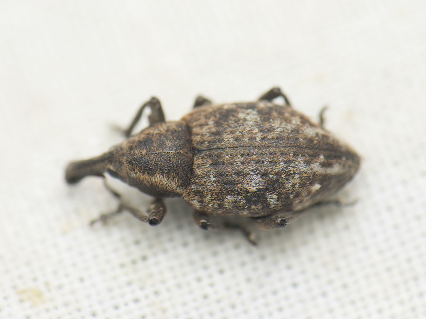 Lepyrus capucinus - pettyes fűzormányos