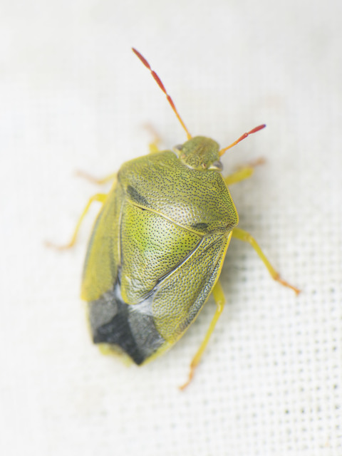 Piezodorus lituratus - bíboros címerespoloska Piezodorus lituratus - bíboros címerespoloska