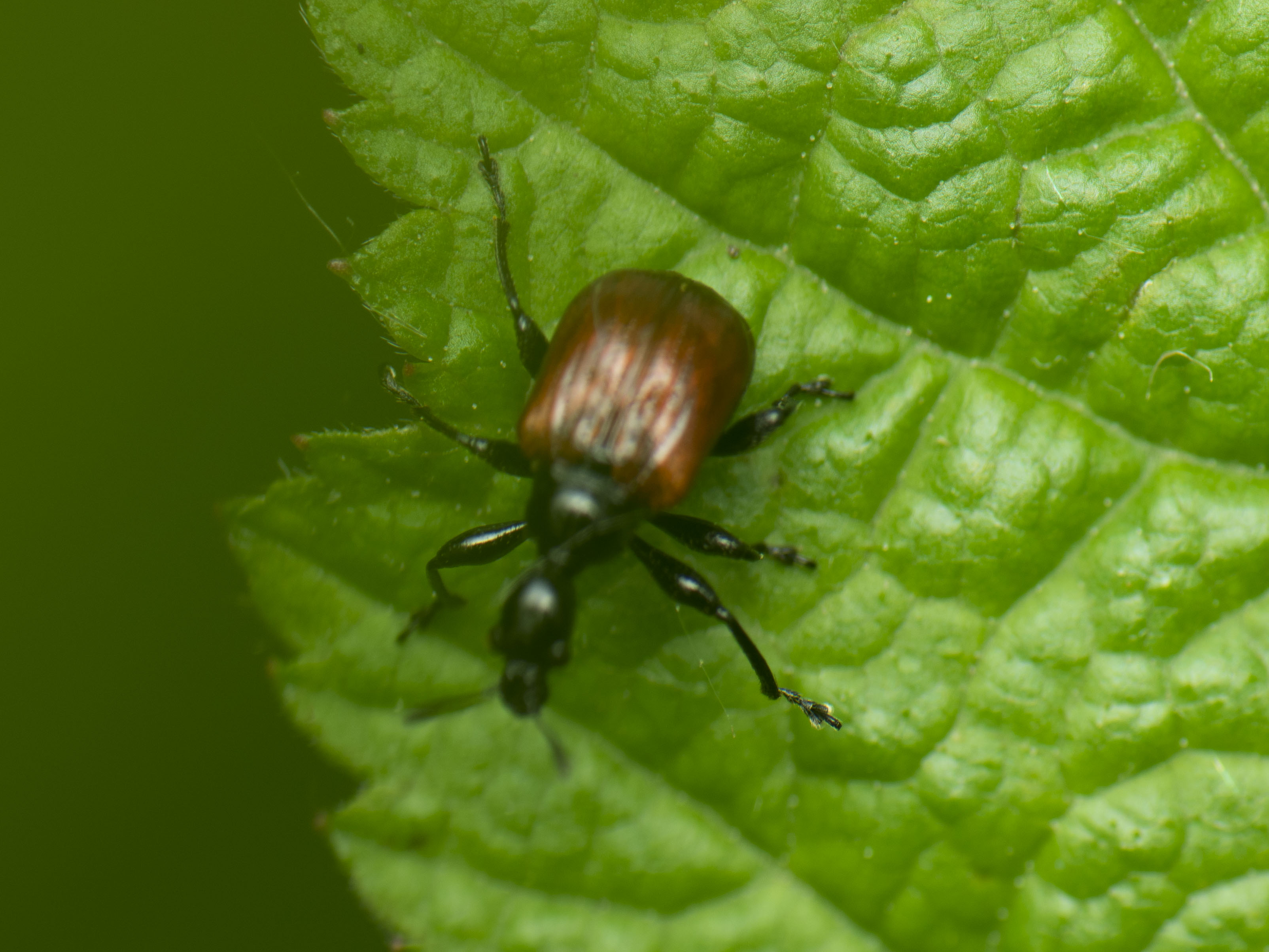 Compsapoderus erythropterus - füzike-levélsodró
