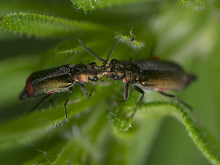 Malachius bipustulatus - kétfoltos bibircsesbogár