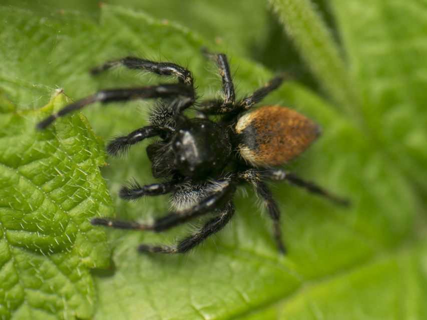 Carrhotus xanthogramma - rozsdás ugrópók