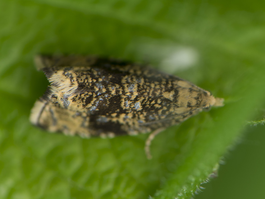 Celypha lacunana - vízparti tükrösmoly