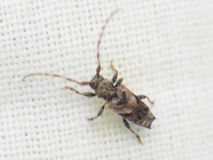 Pogonocherus hispidus - kéttövises ecsetcincér