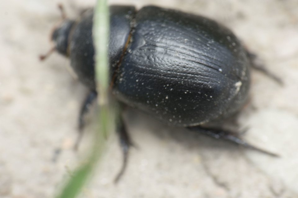 Pentodon idiota - butabogár