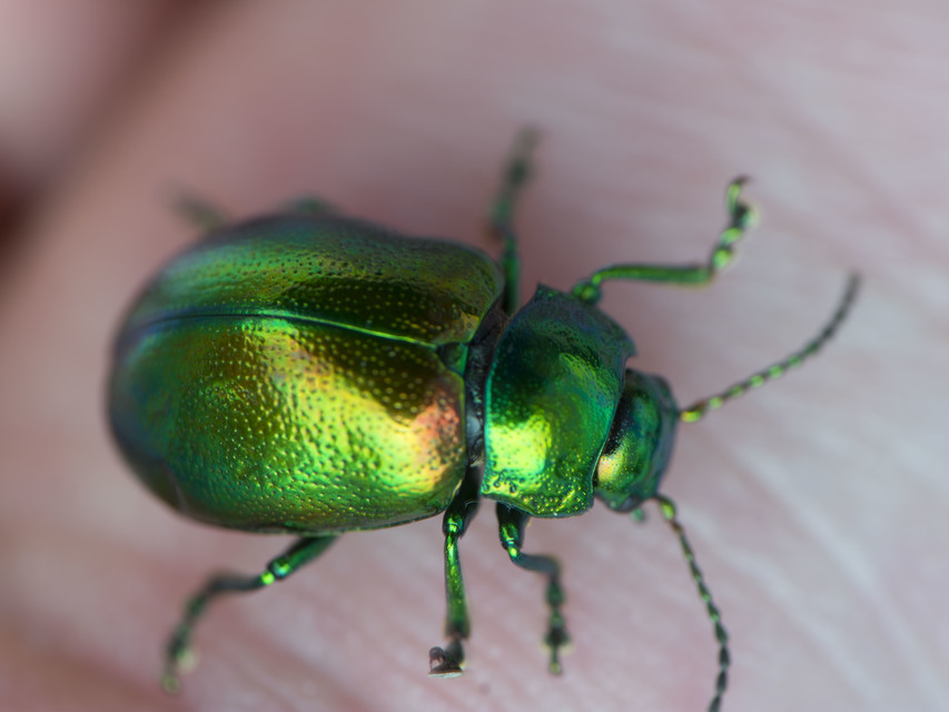 Chrysolina graminis - zöld varádicslevelész