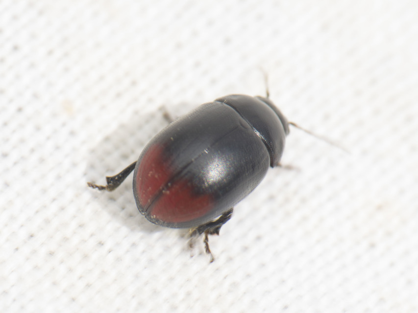 Gonioctena fornicata - közönséges lucernabogár
