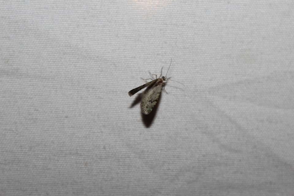 Chloroclystis v-ata - zöldes törpearaszoló