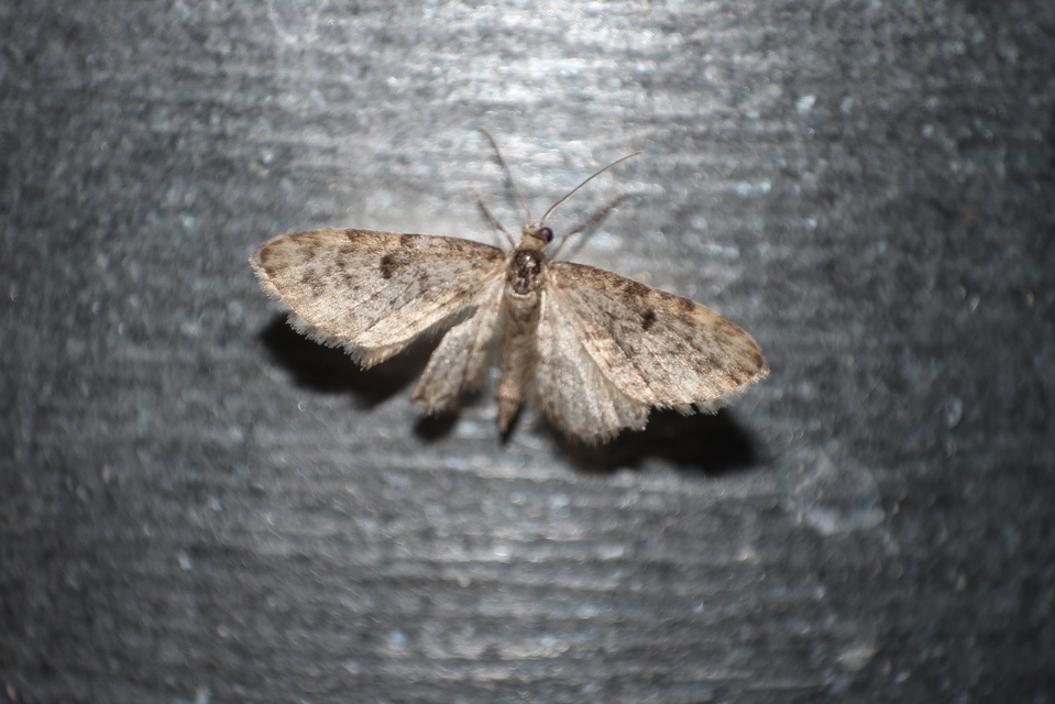 Eupithecia virgaureata - aranyvessző-törpearaszoló