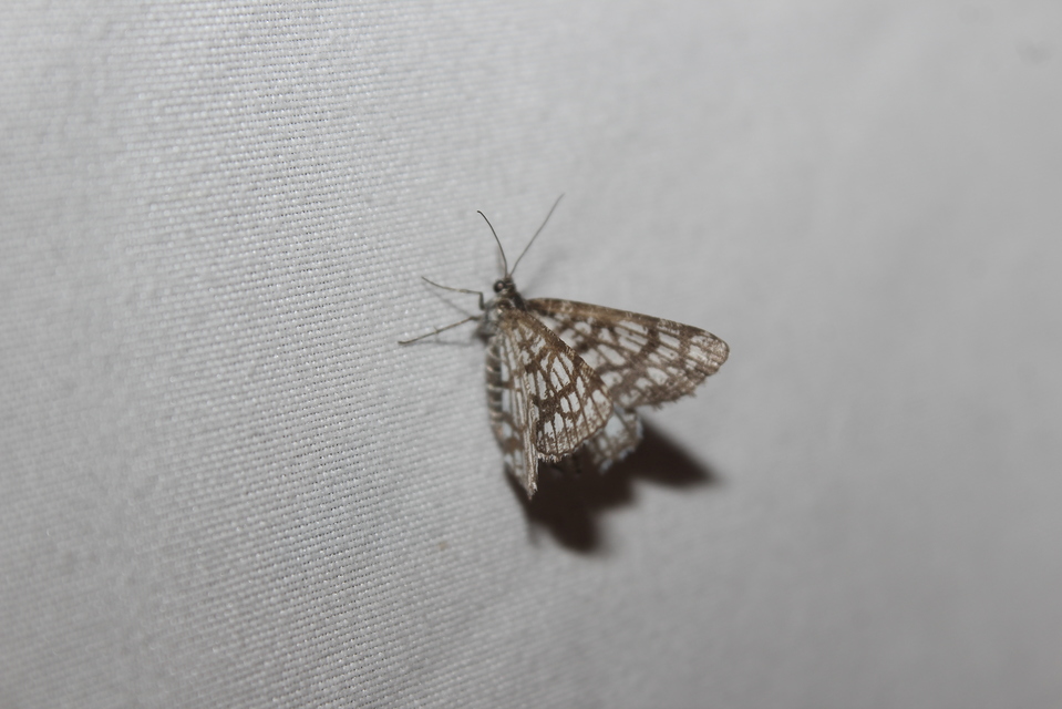 Chiasmia clathrata - rácsos rétiaraszoló