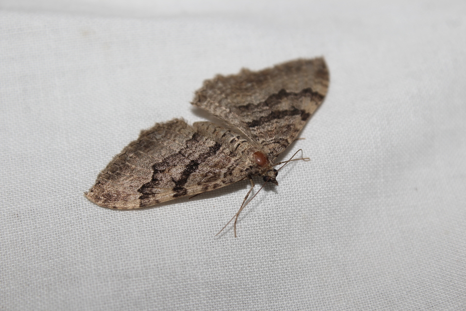 Hydria cervinalis - őzbarna araszoló