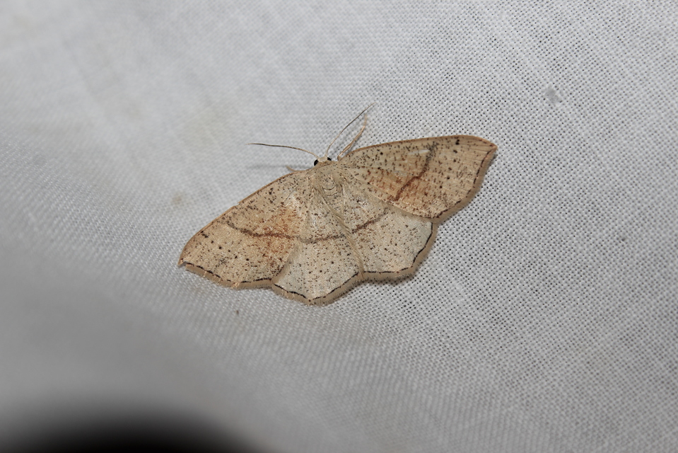 Cyclophora punctaria - sávos pettyesaraszoló