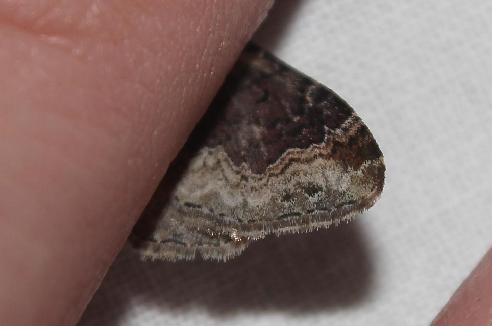 Xanthorhoe