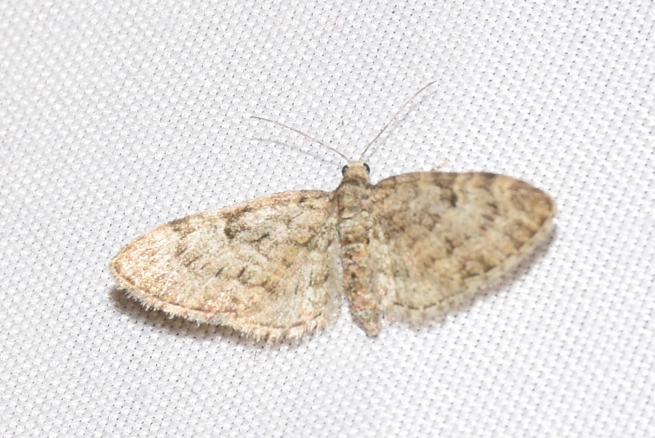 Eupithecia dodoneata - tölgy-törpearaszoló