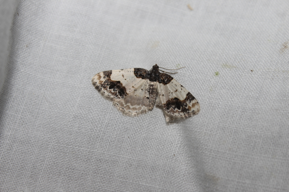 Ligdia adustata - barna levélaraszoló