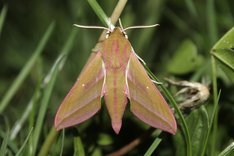 Deilephila elpenor - szőlőszender