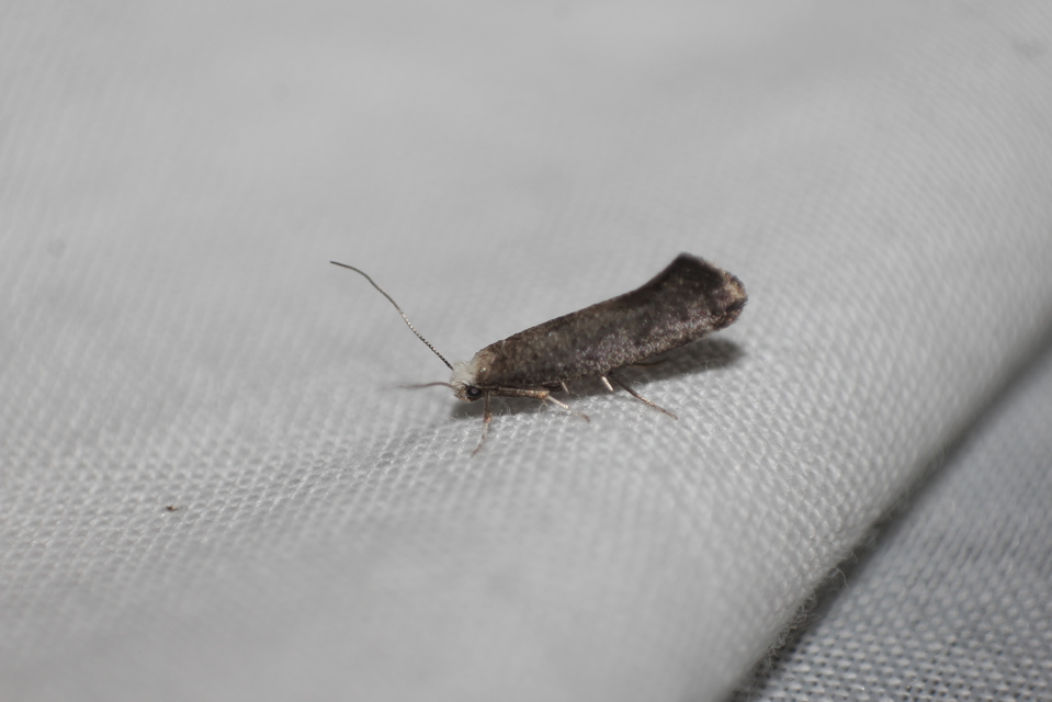 Swammerdamia