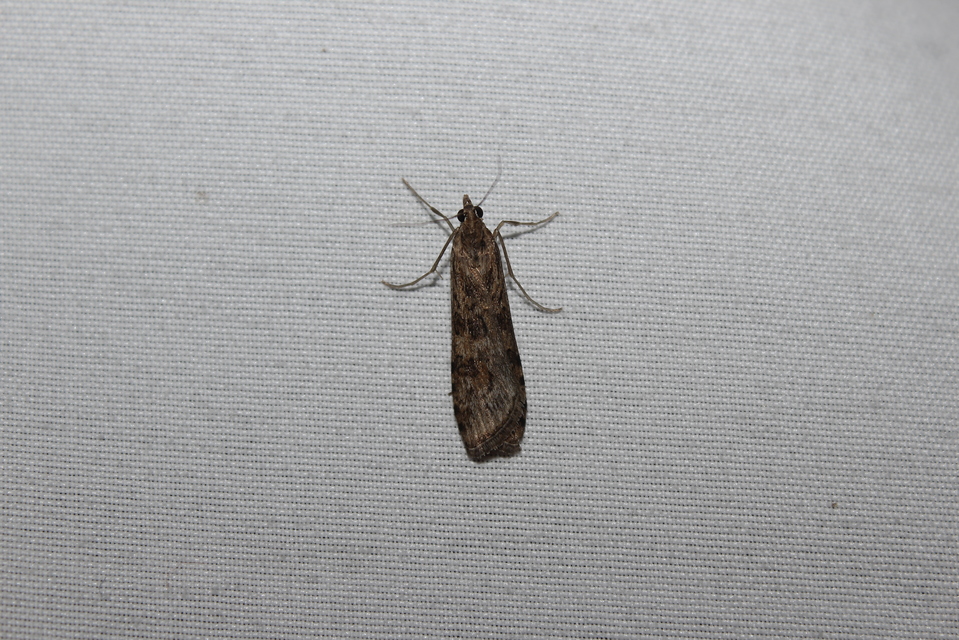 Nomophila noctuella - közönséges vándormoly