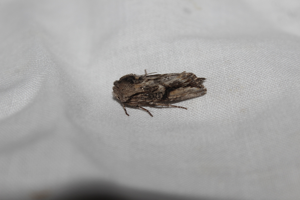 Egira conspicillaris - változékony szürkebagoly
