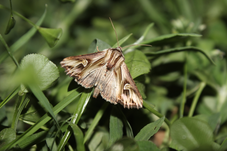 Actinotia polyodon - nagy sugarasbagoly