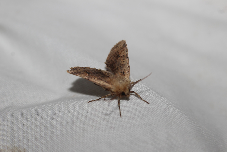Conistra rubiginea - vörös őszibagoly
