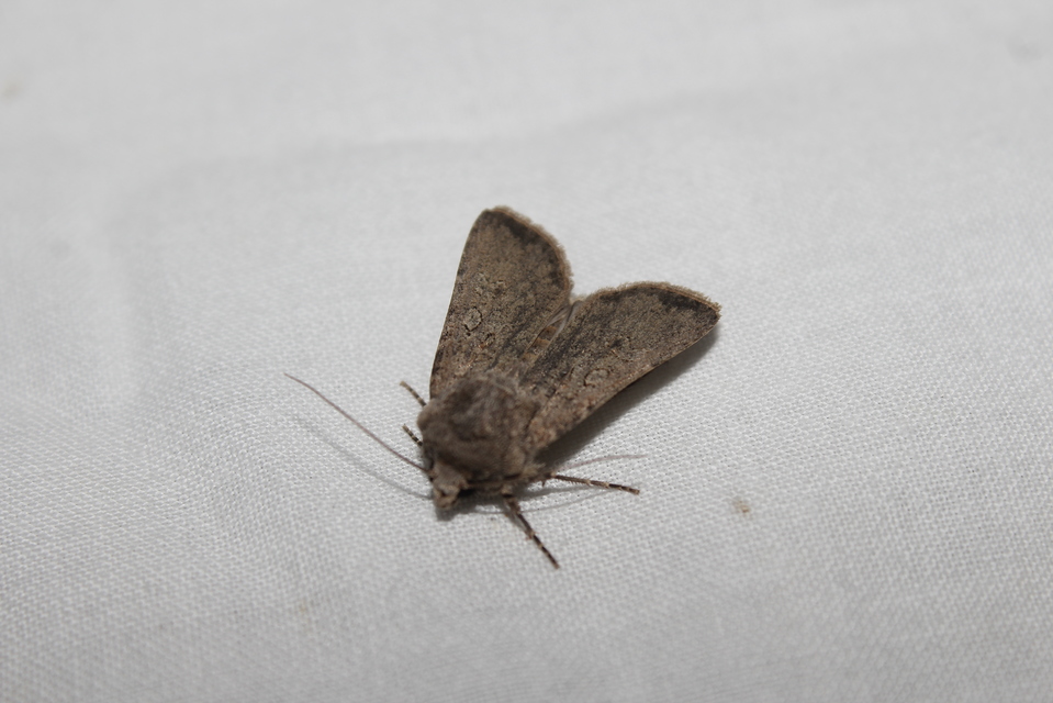 Agrotis segetum - vetési földibagoly
