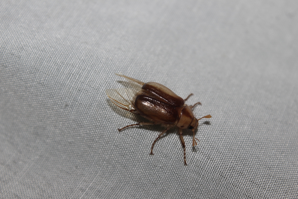 Rhizotrogus aestivus - tavaszvégi cserebogár