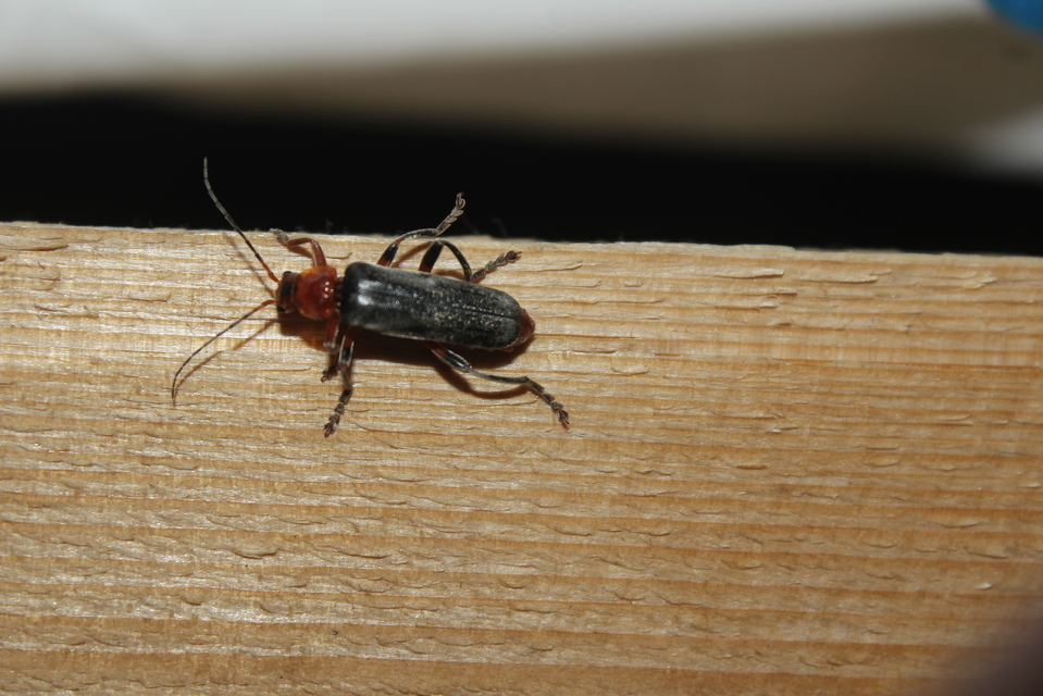 Cantharis livida - mezei lágybogár