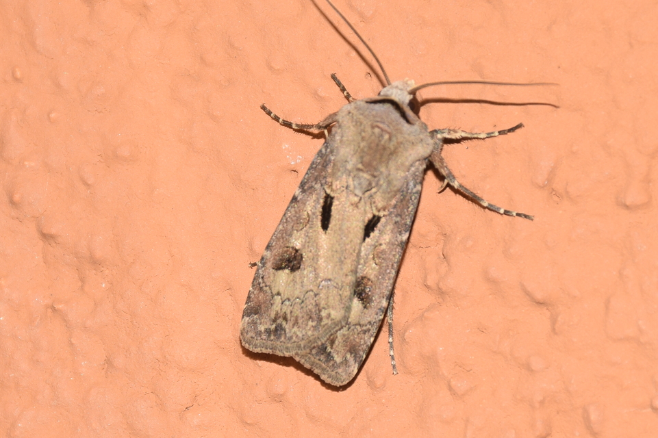 Agrotis exclamationis - felkiáltójeles földibagoly