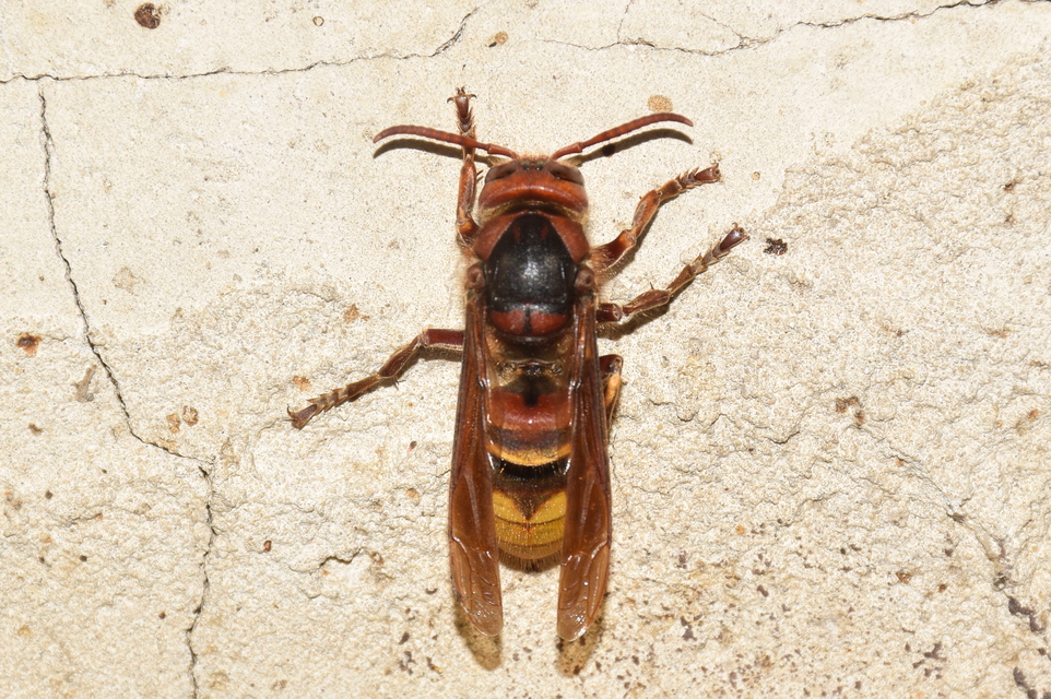 Vespa crabro - lódarázs