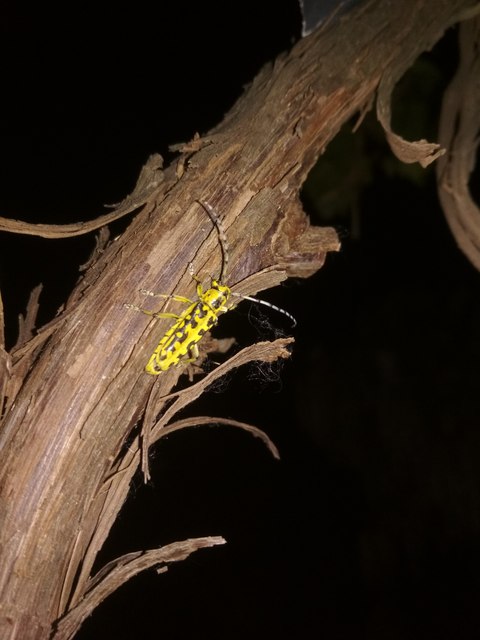 Saperda scalaris - létracincér