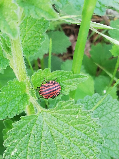 Graphosoma italicum - csíkos pajzsospoloska