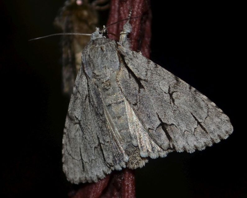 Acronicta psi - pszi-betűs szigonyosbagoly