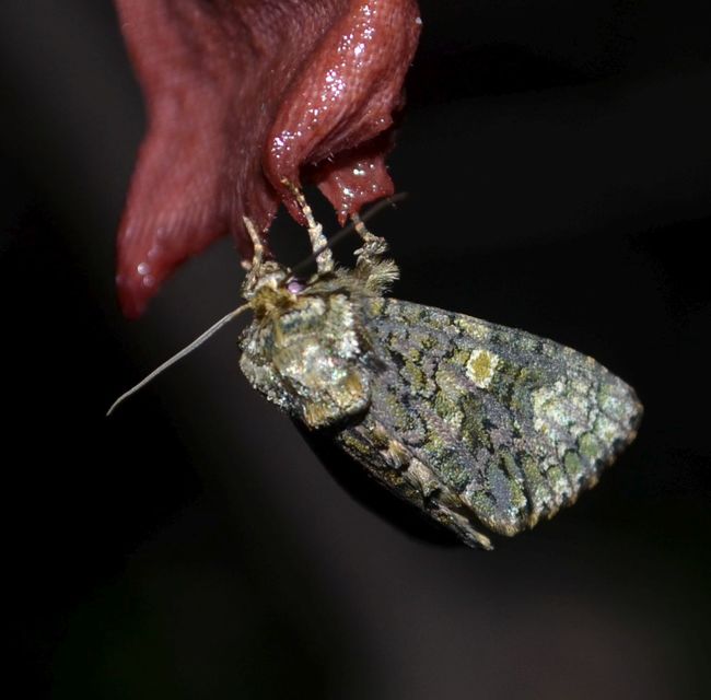 Craniophora ligustri - fagyalbagoly