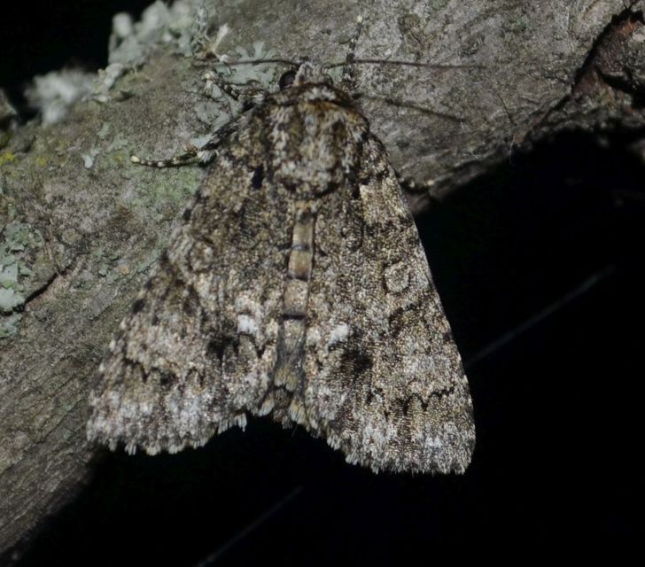 Acronicta rumicis - sóska-szigonyosbagoly