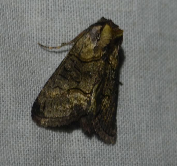 Abrostola asclepiadis - barnaövű csalánbagoly