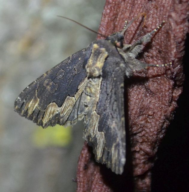Dypterygia scabriuscula - szurokbarna nyáribagoly