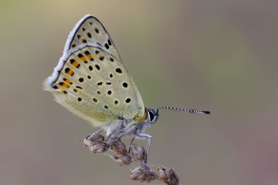 Lycaena tityrus - barna tűzlepke